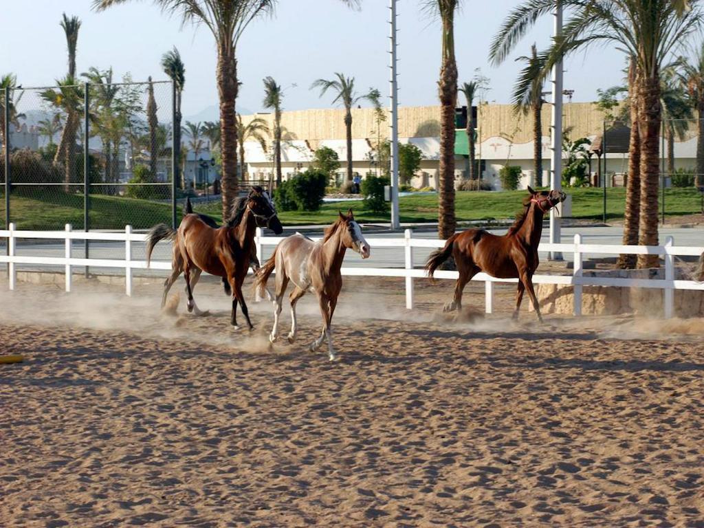 Concorde El Salam Sheikh Sport Ośrodek wypoczynkowy 5*